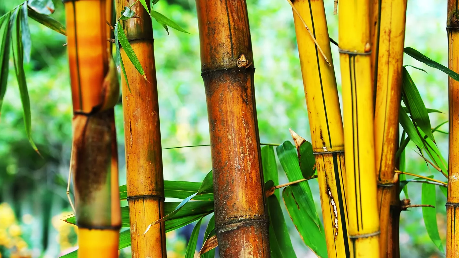 adhesive-foliage