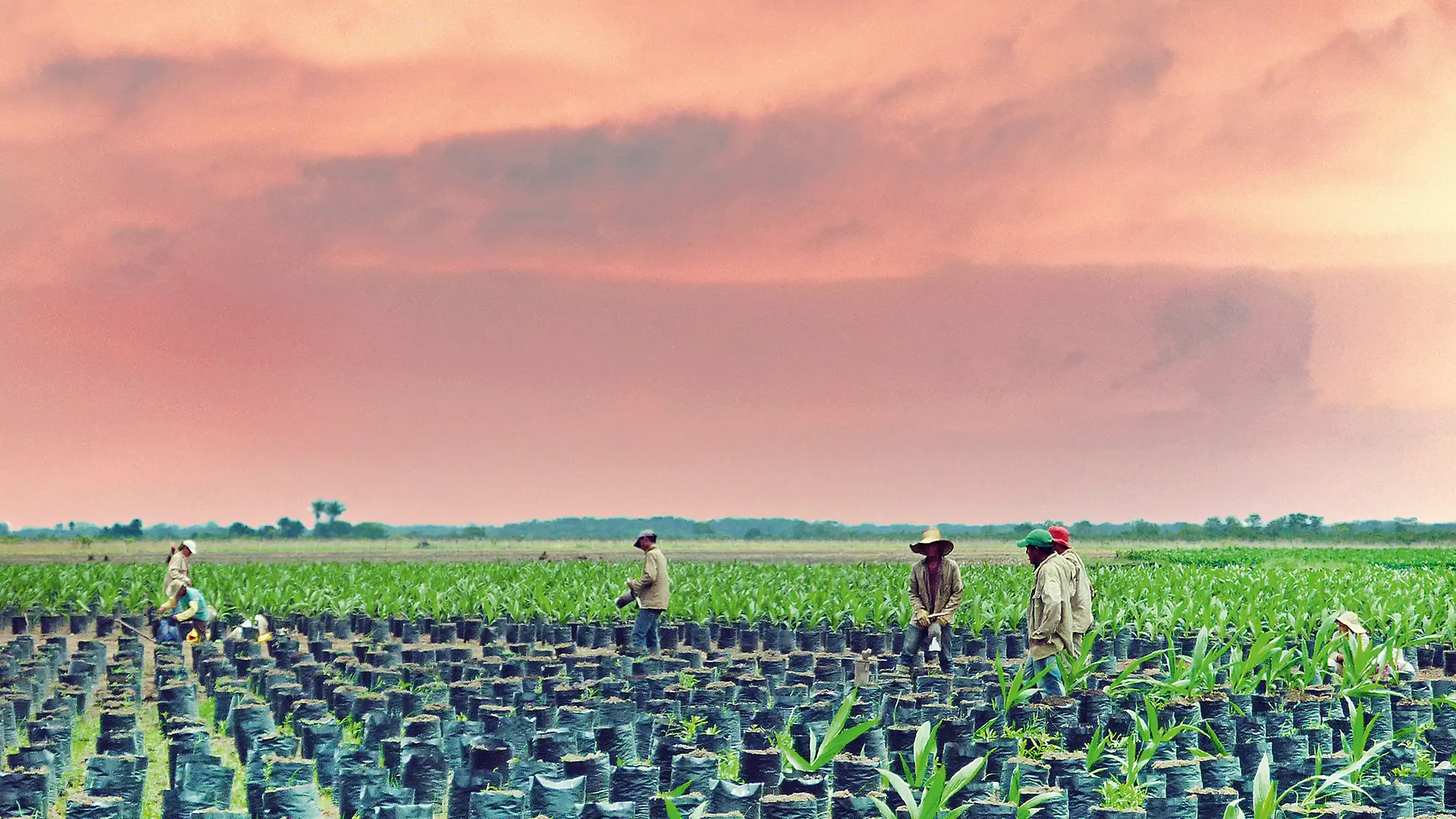 palm-oil-farmers-in-colombia-ecirgbv2-sm2019